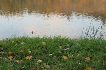 autumn forest by the river