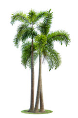 Betel palm trees or Betel nut isolated on white background.