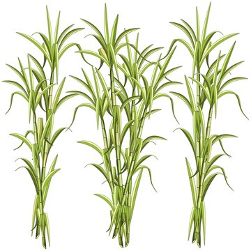 Sugar CaneSugar Cane Exotic Plant Vector Illustration isolated on White