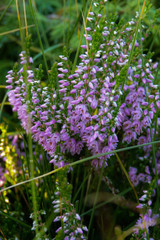 pianta di brugo (Calluna vulgaris) in fioritura,primo piano
