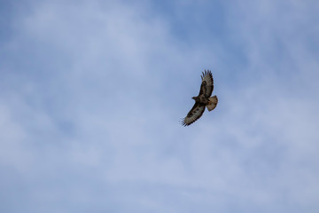 Common Buzzard, Buteo buteo, in flight low to ground with wings spread open showing plumage detail during spring in Scotland.