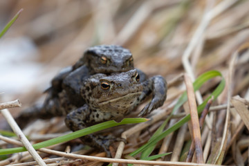 European common toad, Bufo bufo, female carrying male over long grass within a pond during spring in Scotland.