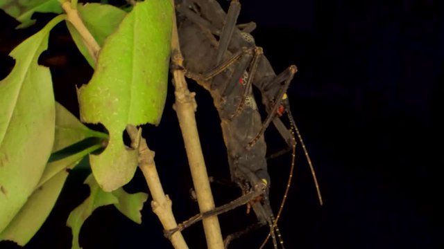 Insects mating of Golden-Eyed Stick Insect (Peruphasma schultei) on black background. Macro video, 4K - 50fps.