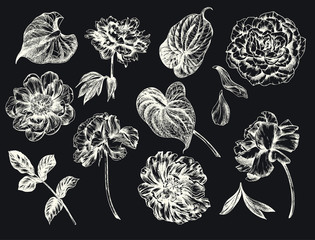 Vintage floral vector illustration, etching hand drawn clip art.