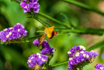 Farfalle che giocano sui fiori semprevivi