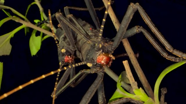Insects mating of Golden-Eyed Stick Insect (Peruphasma schultei) on black background. Macro 1:1, 4K - 50fps.