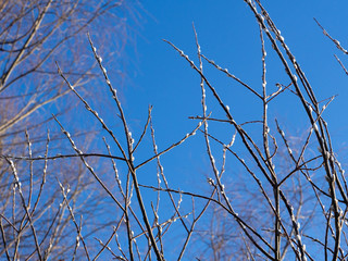 Fototapeta premium Branches of a bush at the beginning of spring. Sunny and frosty day. Sky is blue. Willow begins to bloom.