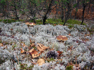tree in the forest