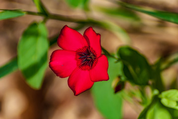 Fototapeta premium Fiore del pisello odoroso