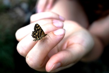 butterfly on a hand