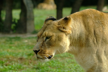 Portrait de lionne