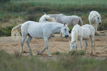 Naklejka na ściany i meble White Camargue horses grazing. The white Camargue horses are the symbol of the Camargue, Provence, Bouches-du-Rhône, France