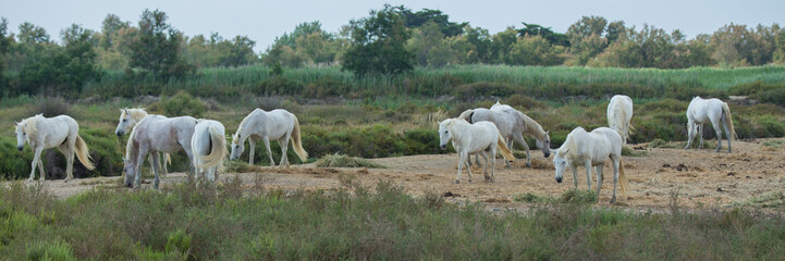 Fototapeta na wymiar Herd of white Camargue horses. Landscape of the Camargue with white Camargue horses, Provence, Bouches-du-Rhône, France