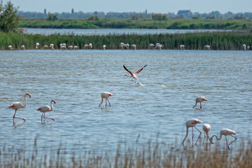 Greater Flamingos in the Camargue. Wild pink flamingos in the Camargue, Provence, Bouches-du-Rhône, France
