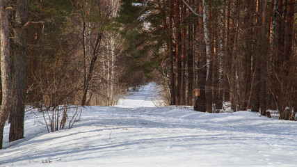 snow covered road in winter pine forest