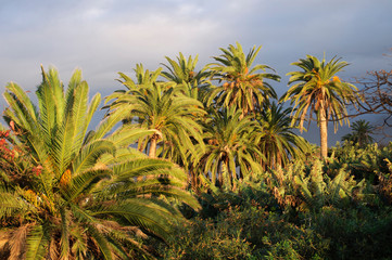 Naklejka na ściany i meble Beautiful palm trees at sunset against the ocean and cloudy skies. Puerto de la Cruz, Tenerife, Canary Islands