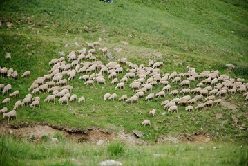 Naklejka premium mouton