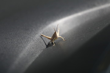Praying mantis, small animal background