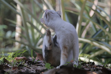 The cat used to scratch his head.