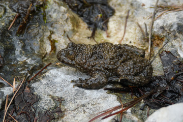 rospo ululone dal ventre giallo (Bombina variegata),ritratto