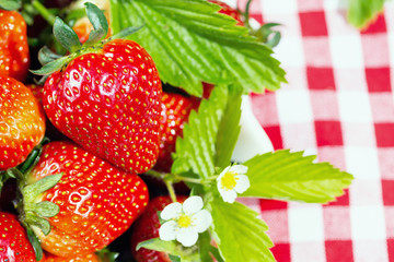Ripe strawberries and strawberry flowers on checkered kitchen towel