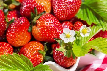 Close-up of strawberry flower in front of strawberries