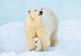 Naklejka na ściany i meble polar bear in snow