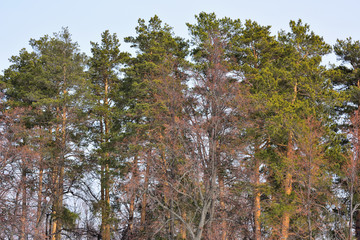 trees in the forest