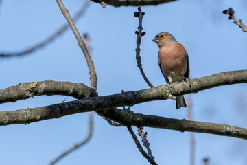 finch fringilla coelebs bird on tree