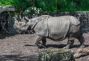 Fototapeta premium Great indian rhinoceros. Latin name - Rhinoceros unicornis 