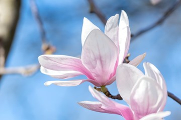 magnolia flower on tree