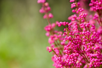 Fototapeta premium Pink heather flowers background - close up