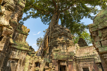 Ruins of Ta Prohm covered by Tetrameles Tree, Angkor, Siem Reap, Cambodia