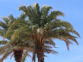 Fototapeta na wymiar Palm trees on the beach in Clearwater, Florida
