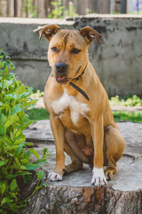 Young dog Staffordshire terrier sitting on a big stump portrait smiling