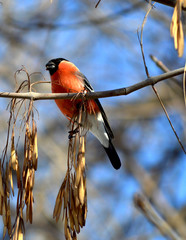 Bullfinch on a tree branch