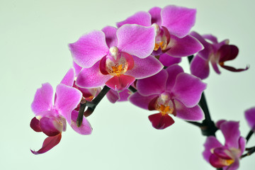 Obraz na płótnie Canvas Orchideen