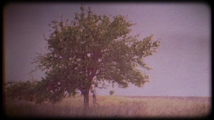 Family video archive. Retro camera 8 mm. Vintage. A little boy is climbing a big tree.Happy childhood. Place of solitude. Journey back to childhood.Fabulous tree. Memories. A warm wind sways the grass