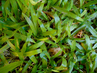 Texture background brazilian grass