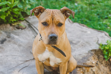 Young dog Staffordshire terrier sitting on a big stump and looking straight