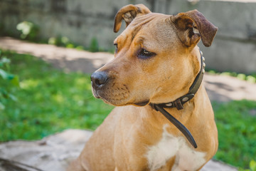 Young dog Staffordshire terrier portrait looking to the left