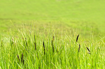 Spring green grass background