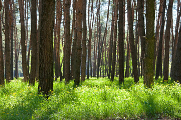 Beautiful pine forest in spring