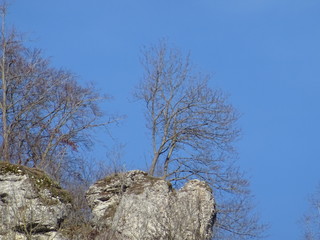Baum auf dem Fels