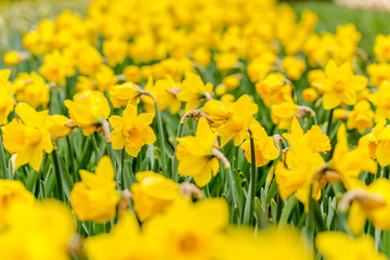 Fototapeta premium Narcissus field in Keukenhof, selective focus
