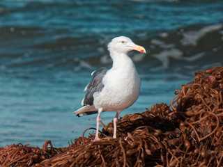 Fototapeta premium Bird on the ocean