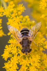 Schwebfliege