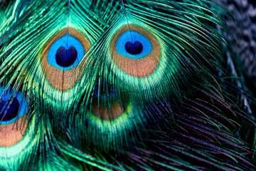 Beautiful feathers. Peacock tail close up.