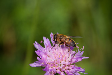 Schwebfliege