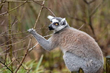 Adult lemur katta in spring eats young tree branches